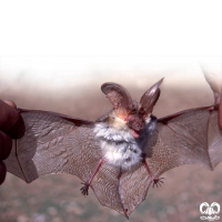 گونه خفاش گوش بلند کوهستانی Mountain Long-eared Bat 